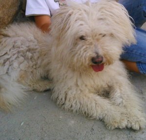 12787389_10206135580123596_267687324_o