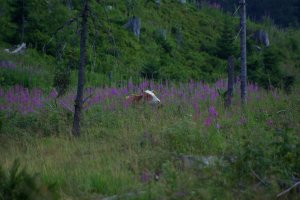 Erdély 2016.08 (200)